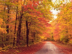 autumn