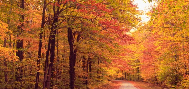 autumn